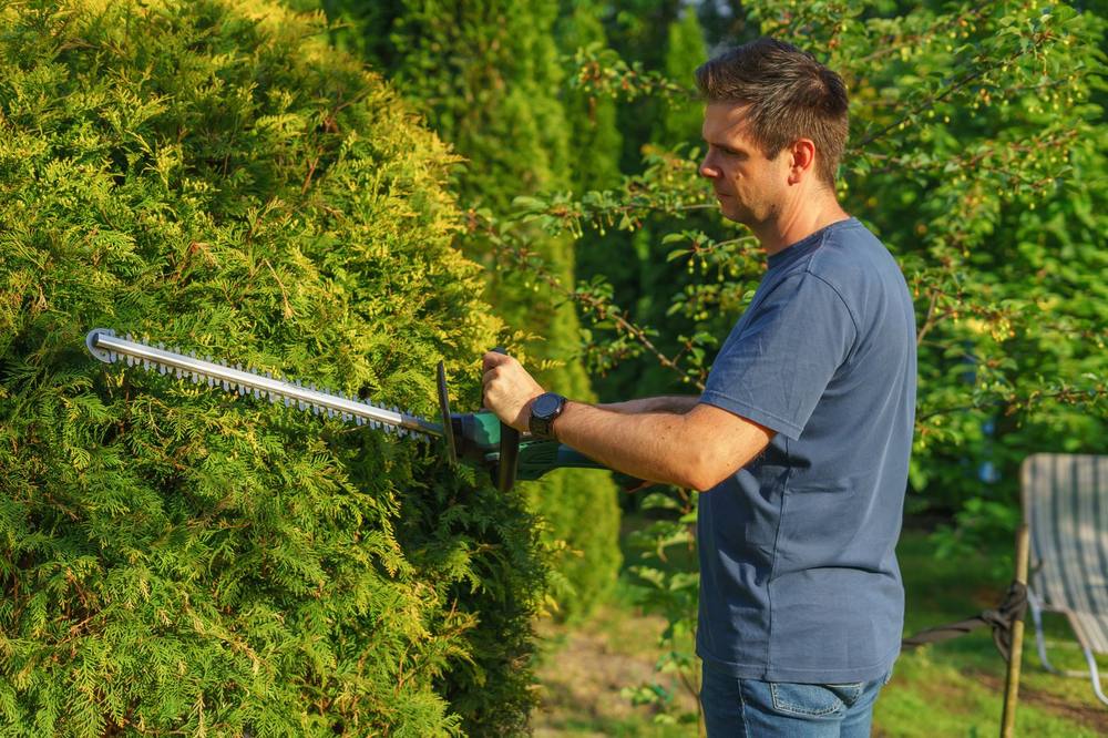 Remise en forme d'une haie de jardin