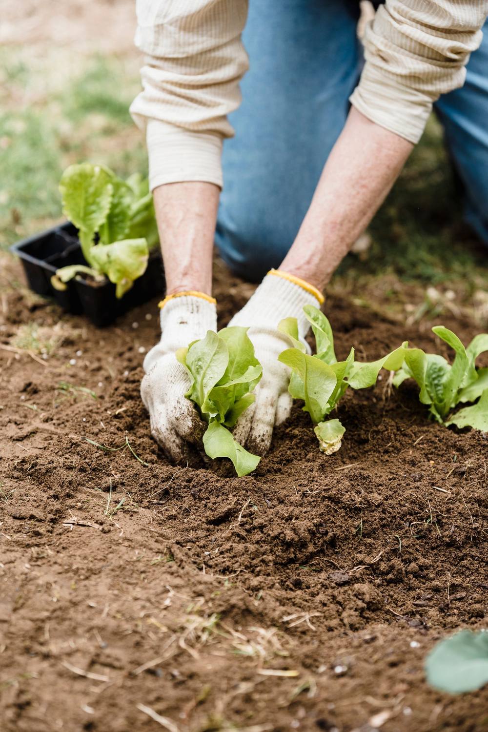 Mise en terre de jeunes plants